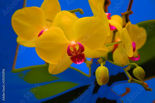 yellow orchid on blue background
