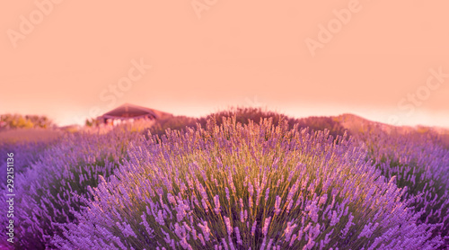 Lavender field in the sunset  background  texture.