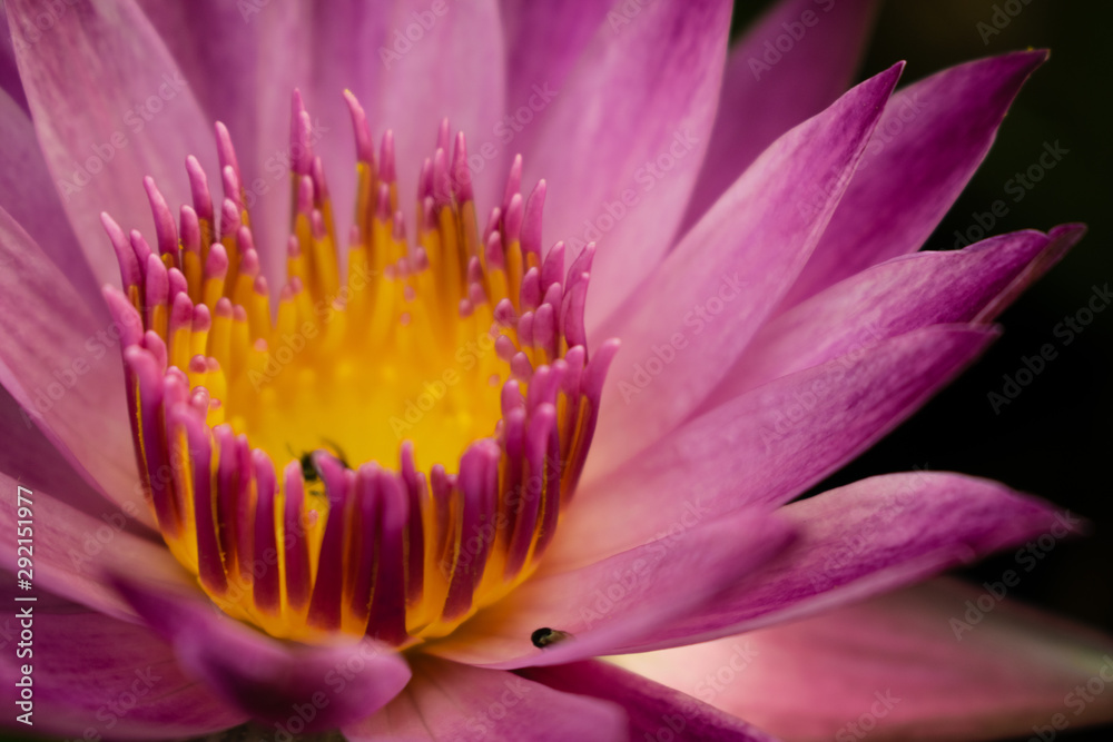 water lily water lily