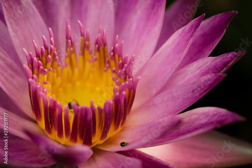 water lily