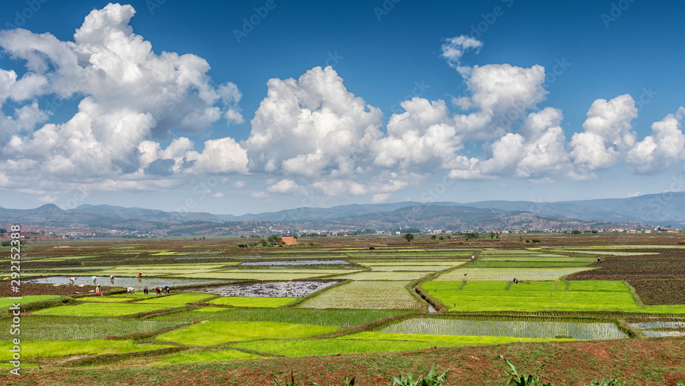 Rice fields between Antsirabe and Antananarivo, in Madagascar