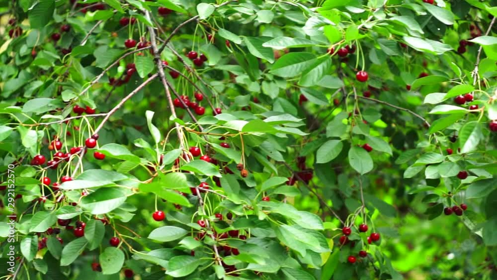 ripe cherries on tree branches fruit harvest ripe cherries on tree branches fruit harvest