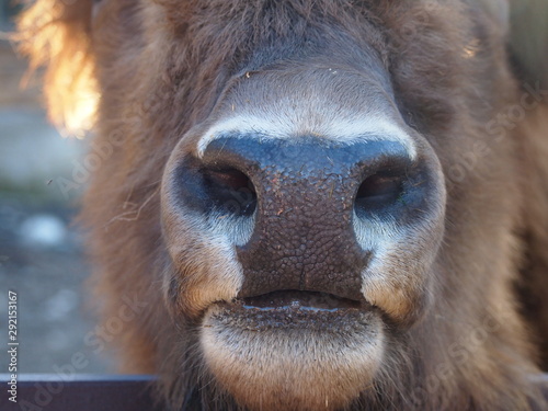bison face