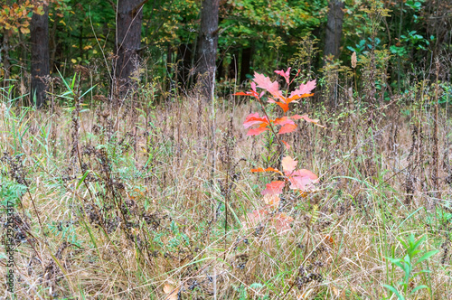 Young tree with red leaves. Scandinavian oak. Autumn forest. © SeagullNady