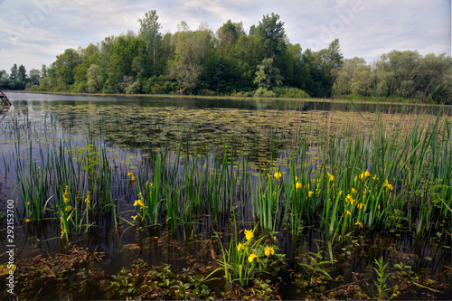 Oxbow lake in Muzilovcica village, Lonjsko polje, Croatia photo