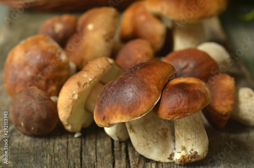 Porcini mushrooms on a wooden background