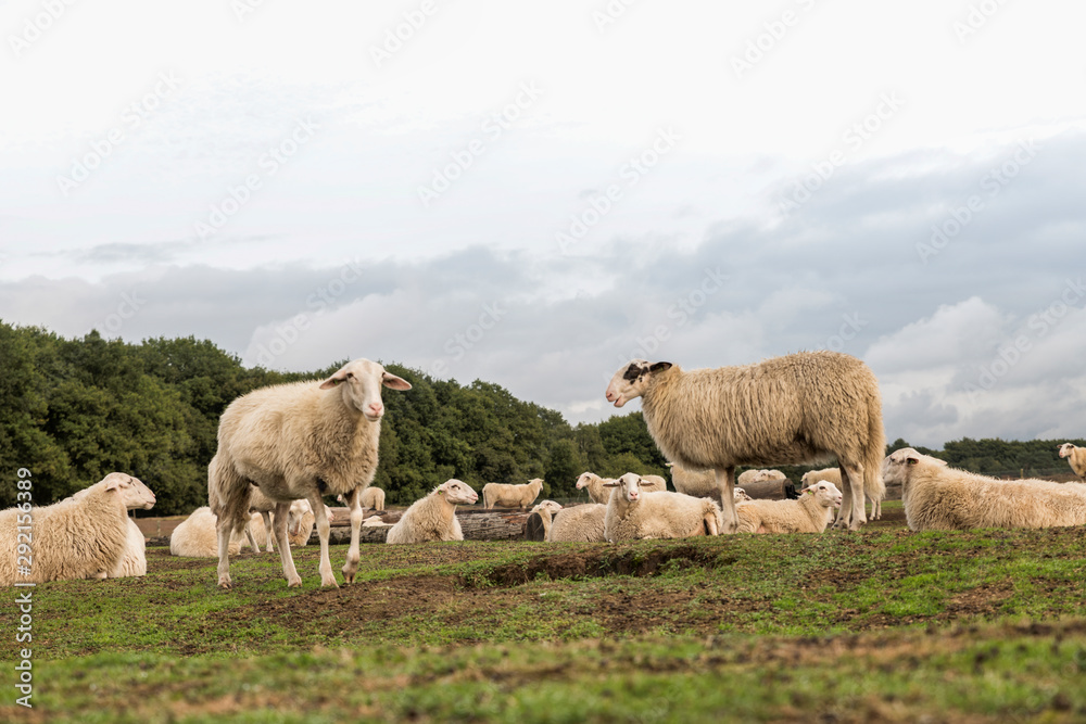 Fototapeta premium Sheep herd on heather land in Ede Holland