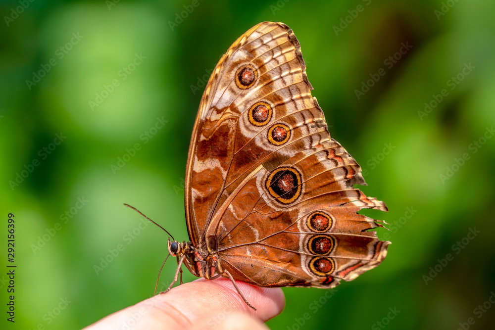 Naklejka premium Blue Morpho, Morpho peleides, big butterfly sitting on green leaves, beautiful insect in the nature habitat