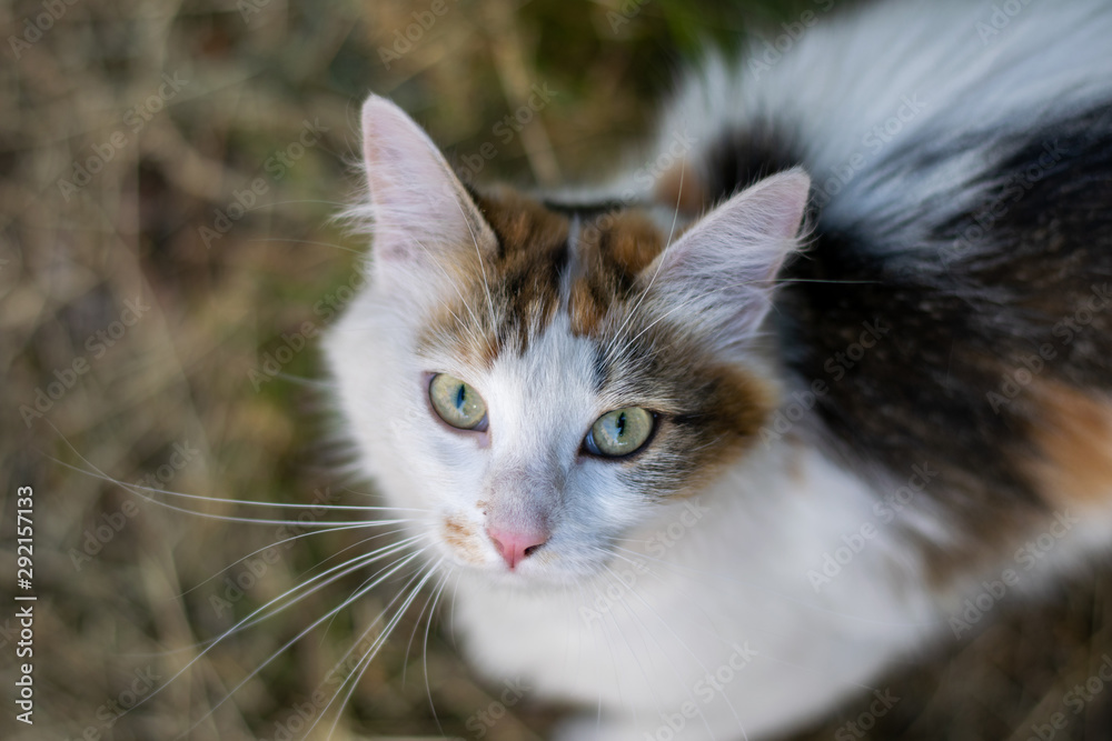 White spotted cat looking at the camera 1