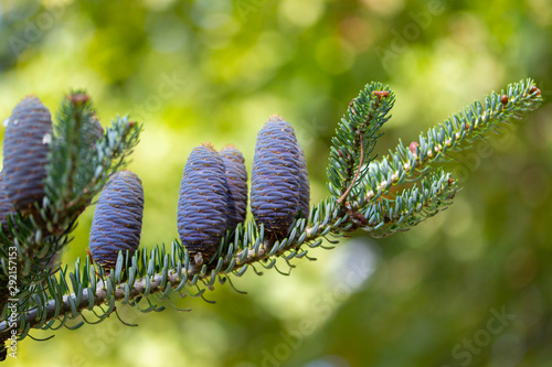 Blue cones on a fir branch. Alpine abies lasiocarpa Evergreen coniferous tree with needles and beautiful cones with purple tint.