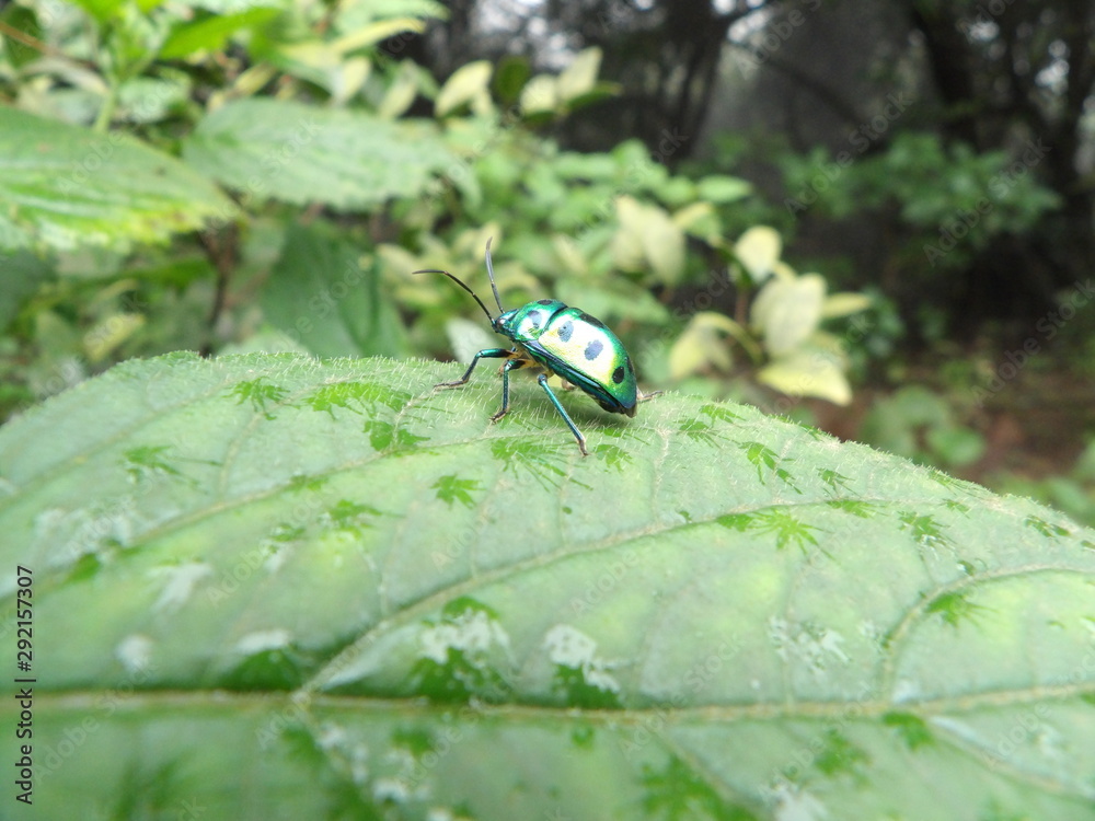 Green Bug with Black Spots Indian Leaf Beetle Chrysocoris stollii