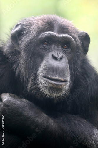 Chimpanzee animal close up