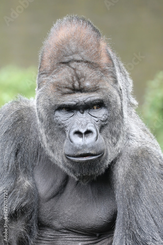 strong Silverback gorilla portrait in natural habitat © Edwin Butter