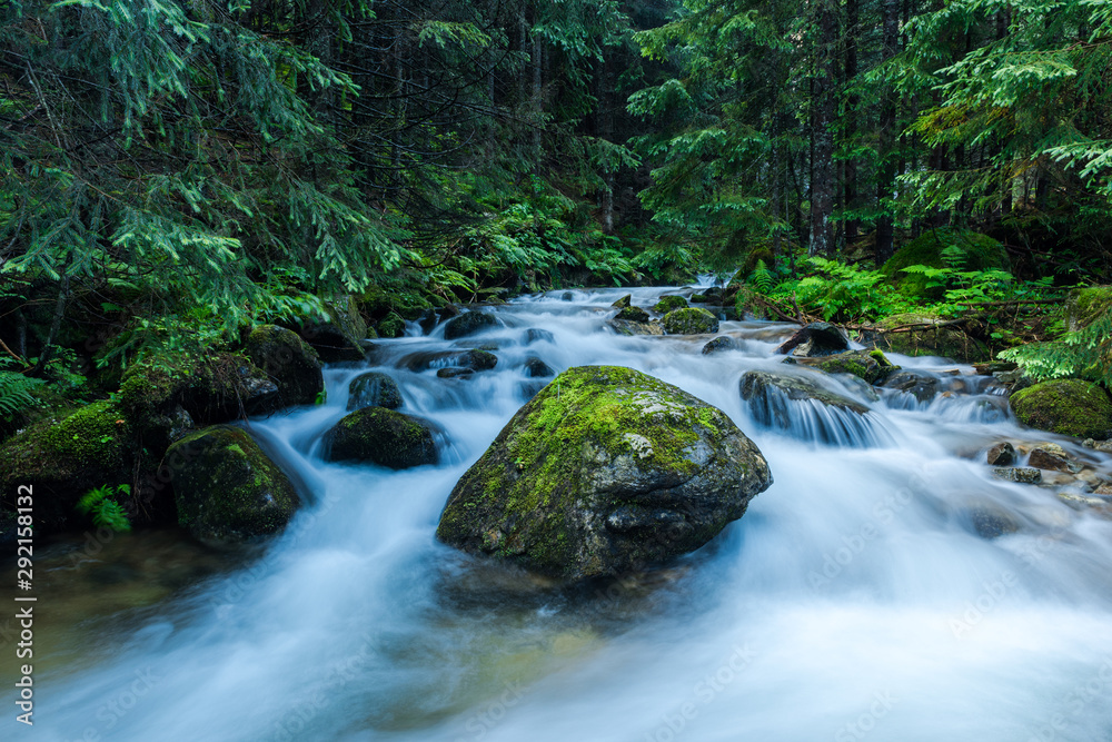 Wild River Flows in Ancient Forest, Chocholowska Valley,Poland Wild River Flows in Ancient Forest, Chocholowska Valley,Poland
