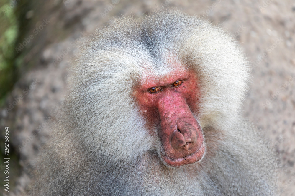 Obraz premium Adult Male Hamadryas Baboon