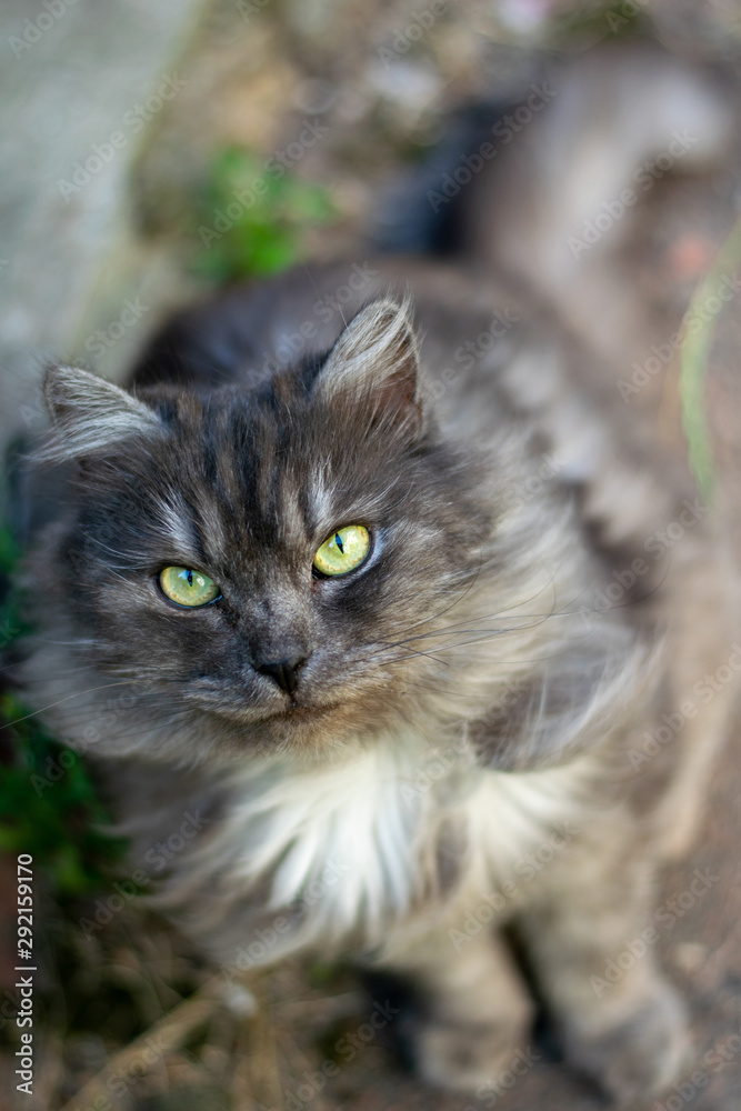 Gray fluffy cat with a menacing look 2 Gray fluffy cat with a menacing look 2