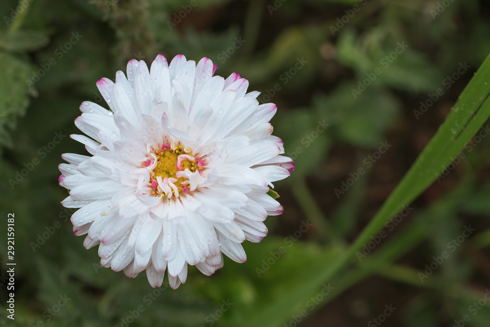 white flower