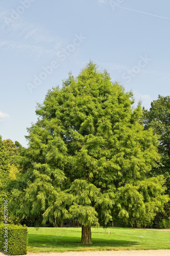Baum