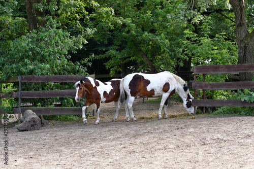 two hors in the park