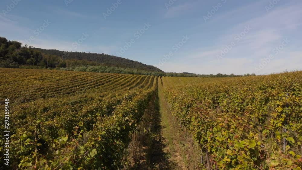 Aerial drone shot as flying between rows of vineyards on a sunny autumn day with blue sky in a valley Aerial drone shot as flying between rows of vineyards on a sunny autumn day with blue sky in a valley