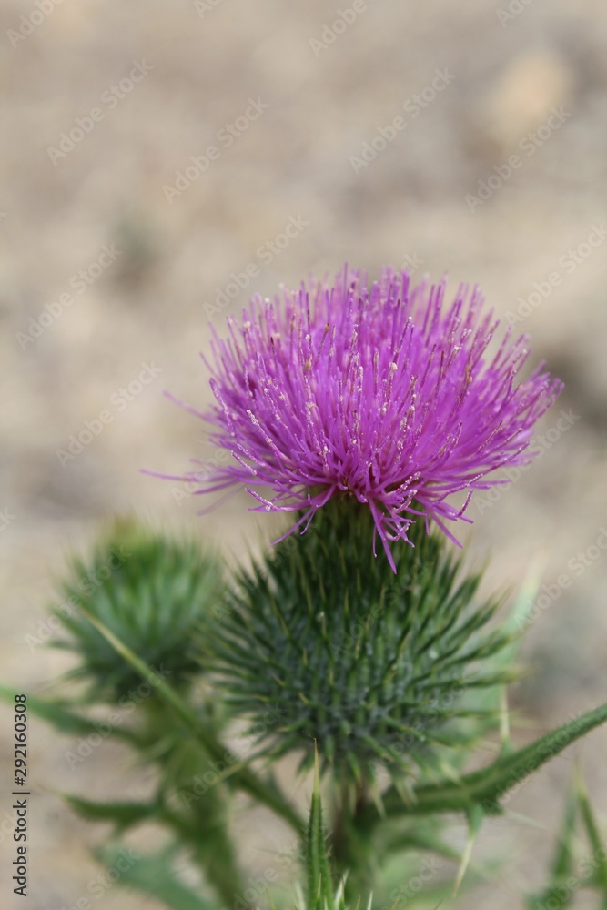 This non native plant, introduced to Ballona Freshwater Marsh in Playa Del Rey, is casually named Bull Thistle, and botanically labeled Cirsium Vulgare. This non native plant, introduced to Ballona Freshwater Marsh in Playa Del Rey, is casually named Bull Thistle, and botanically labeled Cirsium Vulgare.