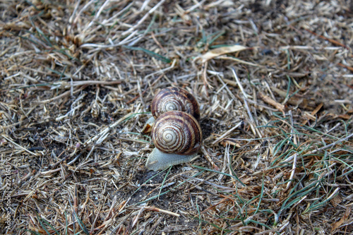 snail on a green leaf