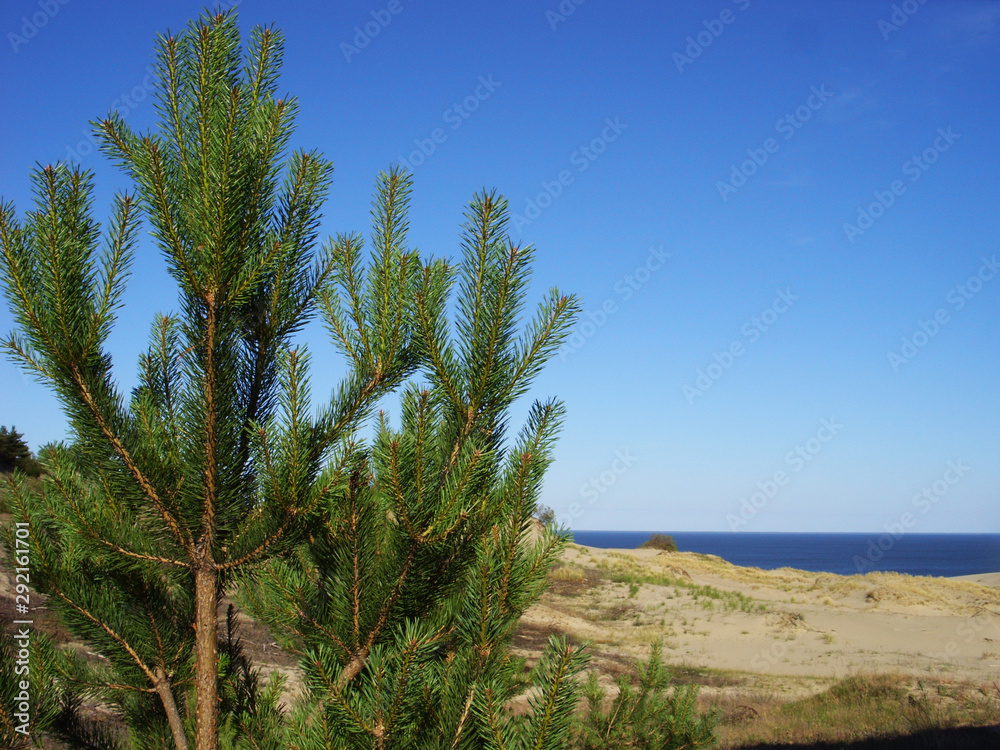 Pine trees against the sky