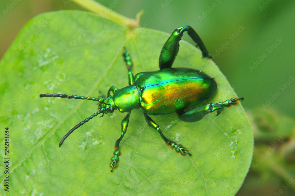 Naklejka premium Macro photography