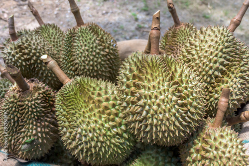 Close up  view of group durian fruits in Thailand.