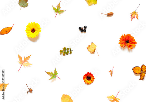 Colorful Autumn leaves and calendula flowers pattern on the white background. Top view © mariarom