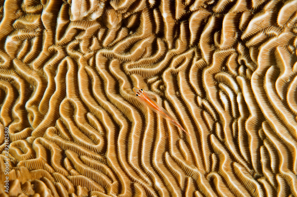 Fototapeta premium Coral goby, Bryaninops loki, on hard coral, Pachyseris rugosa, Sulawesi Indonesia.
