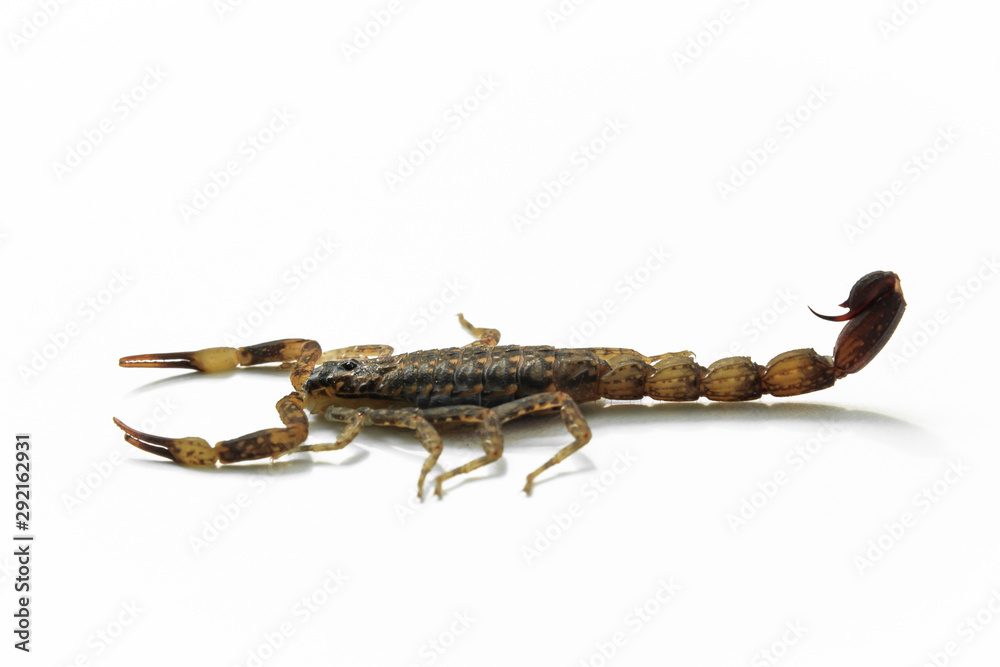Small Scorpion on white background, poisonous sting at the end of its jointed tail, which it can hold curved over the back. Most kinds live in tropical and subtropical areas. Small Scorpion on white background, poisonous sting at the end of its jointed tail, which it can hold curved over the back. Most kinds live in tropical and subtropical areas.