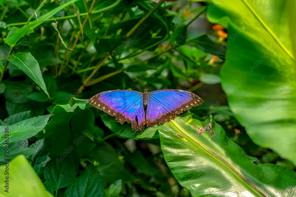 Blue Morpho, Morpho peleides, big butterfly sitting on green leaves, beautiful insect in the nature habitat Blue Morpho, Morpho peleides, big butterfly sitting on green leaves, beautiful insect in the nature habitat