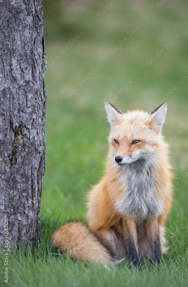 Fototapeta premium Red fox