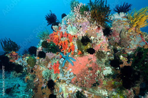 Colorful reef scenic  Bangka Island Sulawesi Indonesia