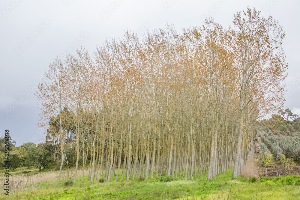 Detailed view of the parallel trees in the middle at the woods, typical vegetation Detailed view of the parallel trees in the middle at the woods, typical vegetation