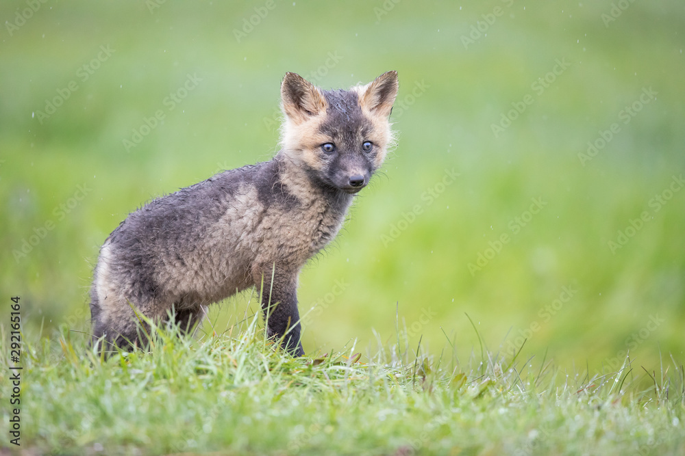 Red fox Red fox