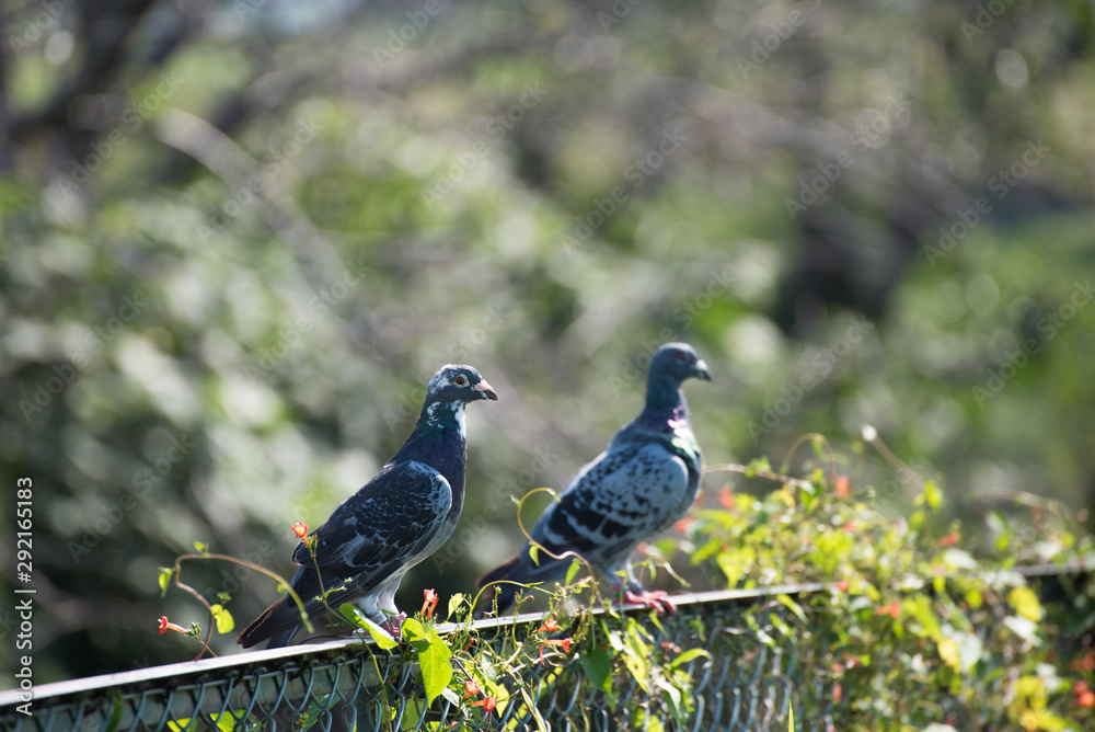 Fototapeta premium フェンスに停まる2羽の鳩