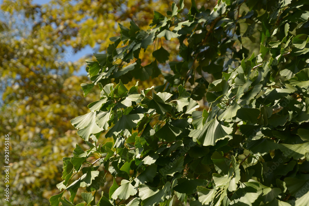 big gingko tree in autumn, ginkgo biloba or maidenhair tree leaves on a tree in late summer in germany big gingko tree in autumn, ginkgo biloba or maidenhair tree leaves on a tree in late summer in germany
