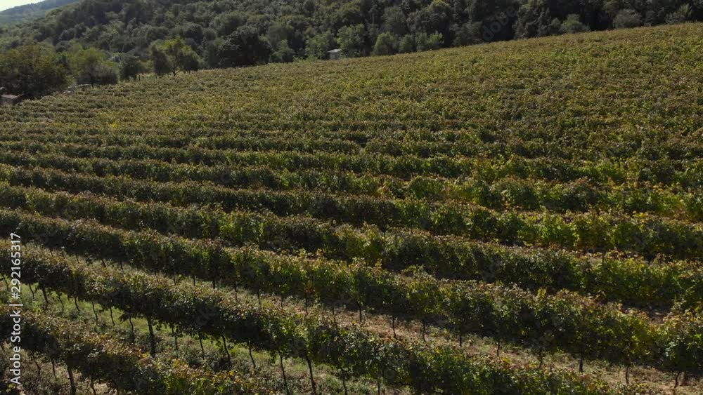 Tilt down aerial shot, over straight lines of vineyard on the mountainside Tilt down aerial shot, over straight lines of vineyard on the mountainside