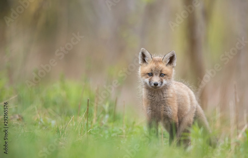 Obraz na plátně Red fox kit