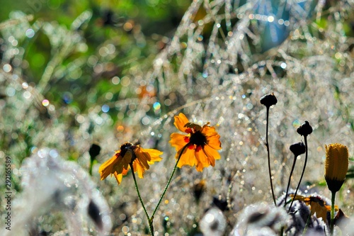 Flowers of a garden in the morning dew. © Kai