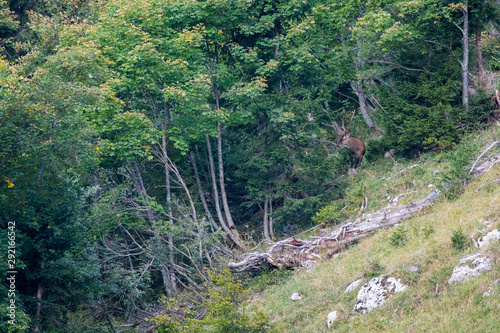 grosser männlicher Rothirsch während der Brunft in den Berner Alpen