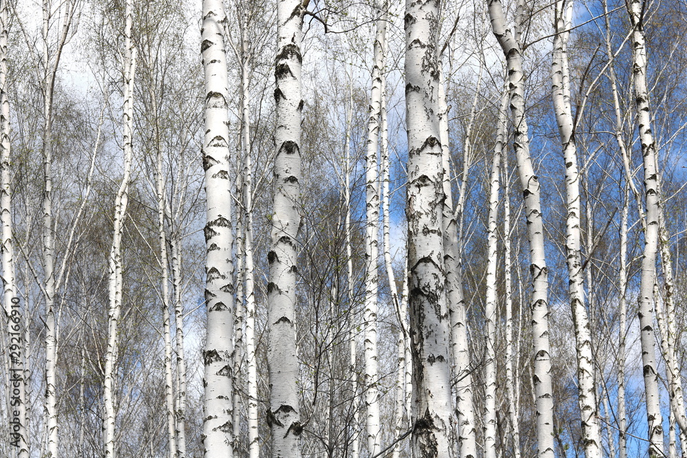 Young birches with black and white birch bark in spring in birch grove