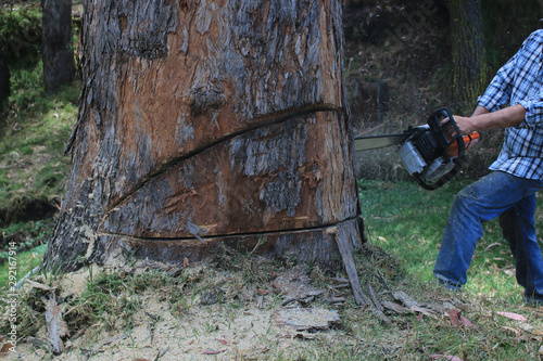 Logger man cutting an eucalyptic tree with a chainsaw and woodspecks flying around photo