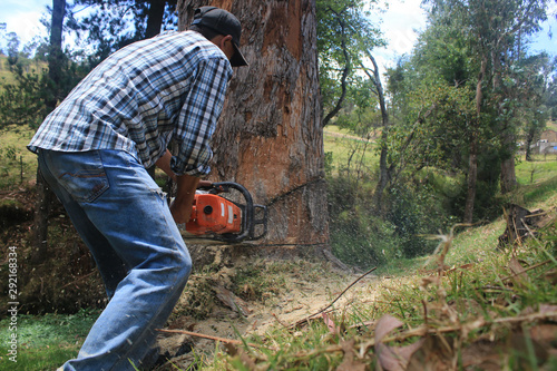 Logger man cutting an eucalyptic tree with a chainsaw and woodspecks flying around photo