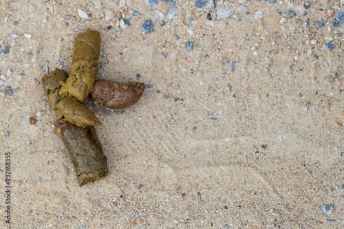 Canvas Print Dog golden poop on the street