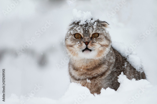 Disgruntled cat under the snow. Snow falls on the cat. The first snow. First day of winter. Winter landscape.