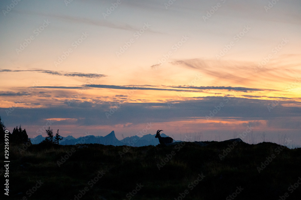 Obraz premium Silhouette eines jungen Steinbocks bei Sonnenuntergang