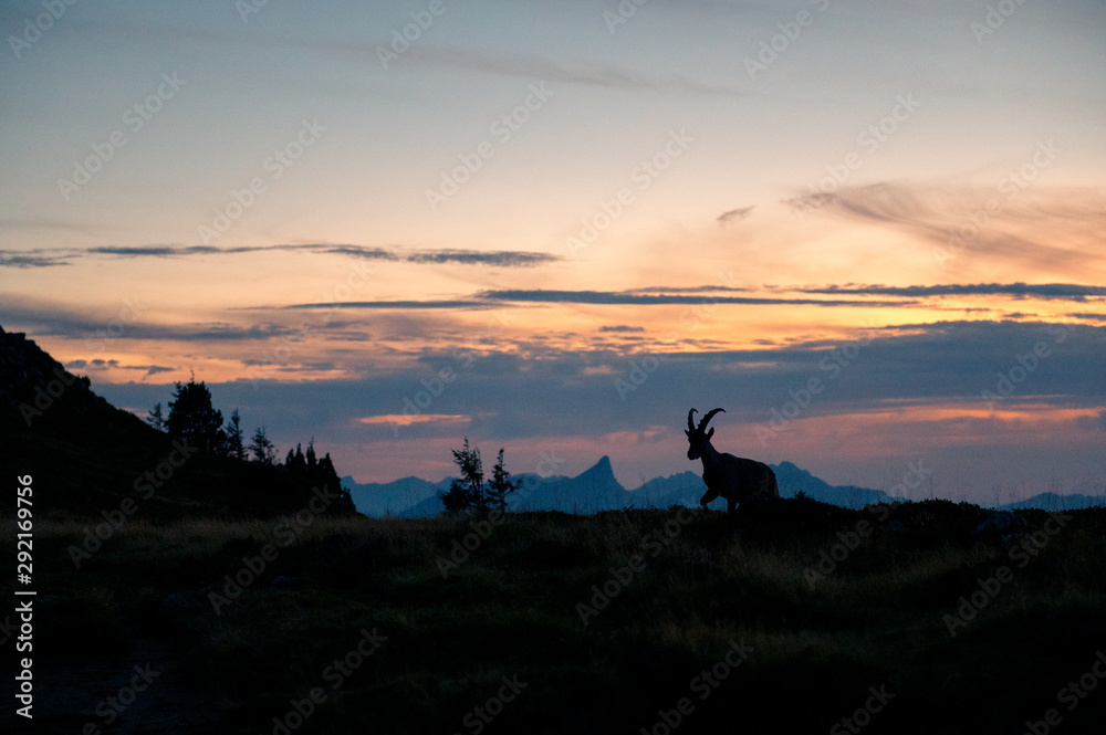 Silhouette eines jungen Steinbocks bei Sonnenuntergang